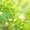 Parsley - Image 2