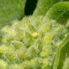 Common Milkweed - Image 4