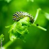 Parsley