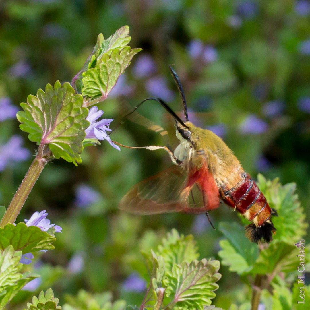 Part 2: Early Spring Plants in Backyard Habitats – Backyard Butterflies