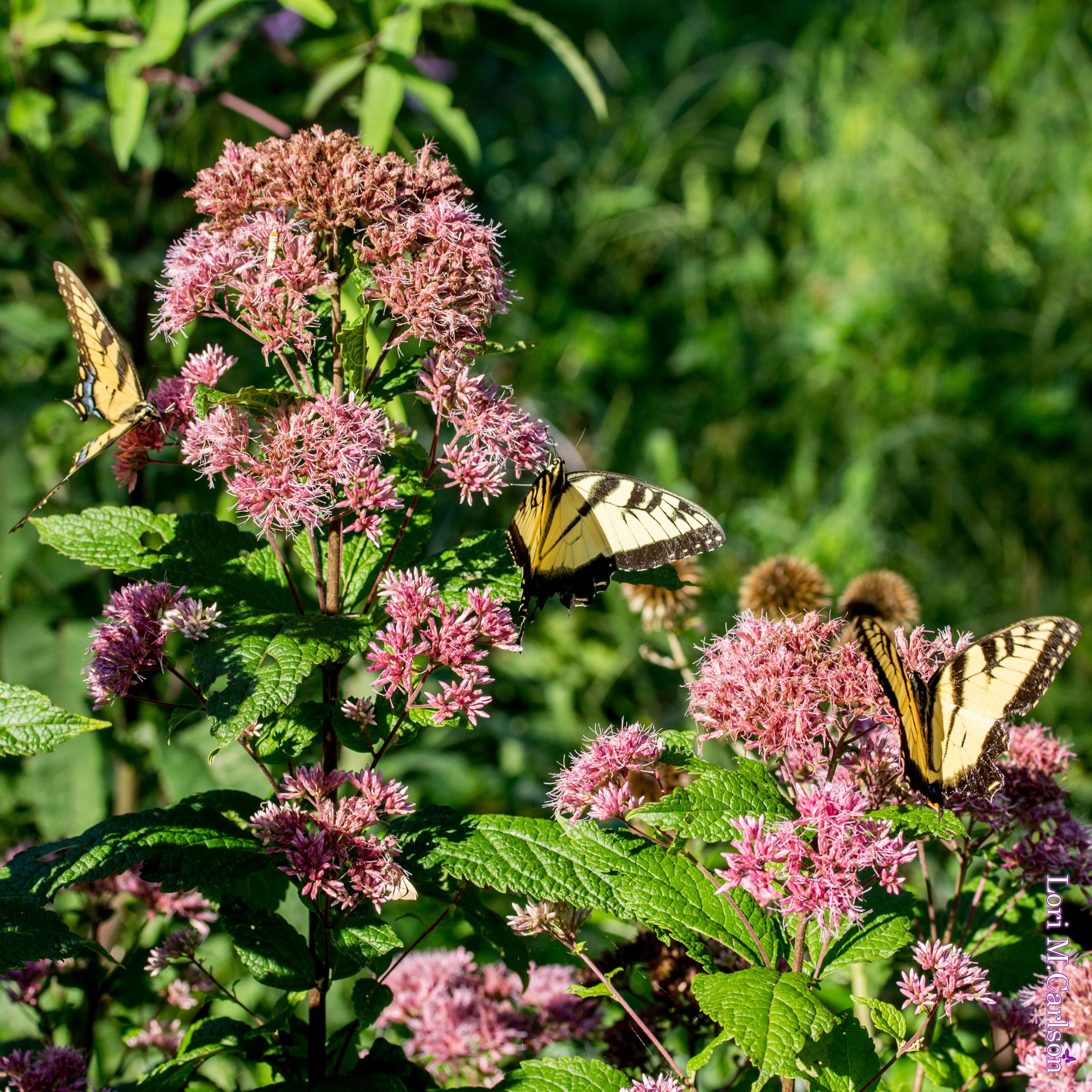 Joe Pye Weed – Backyard Butterflies