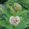 Common Milkweed