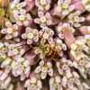Common Milkweed - Image 2