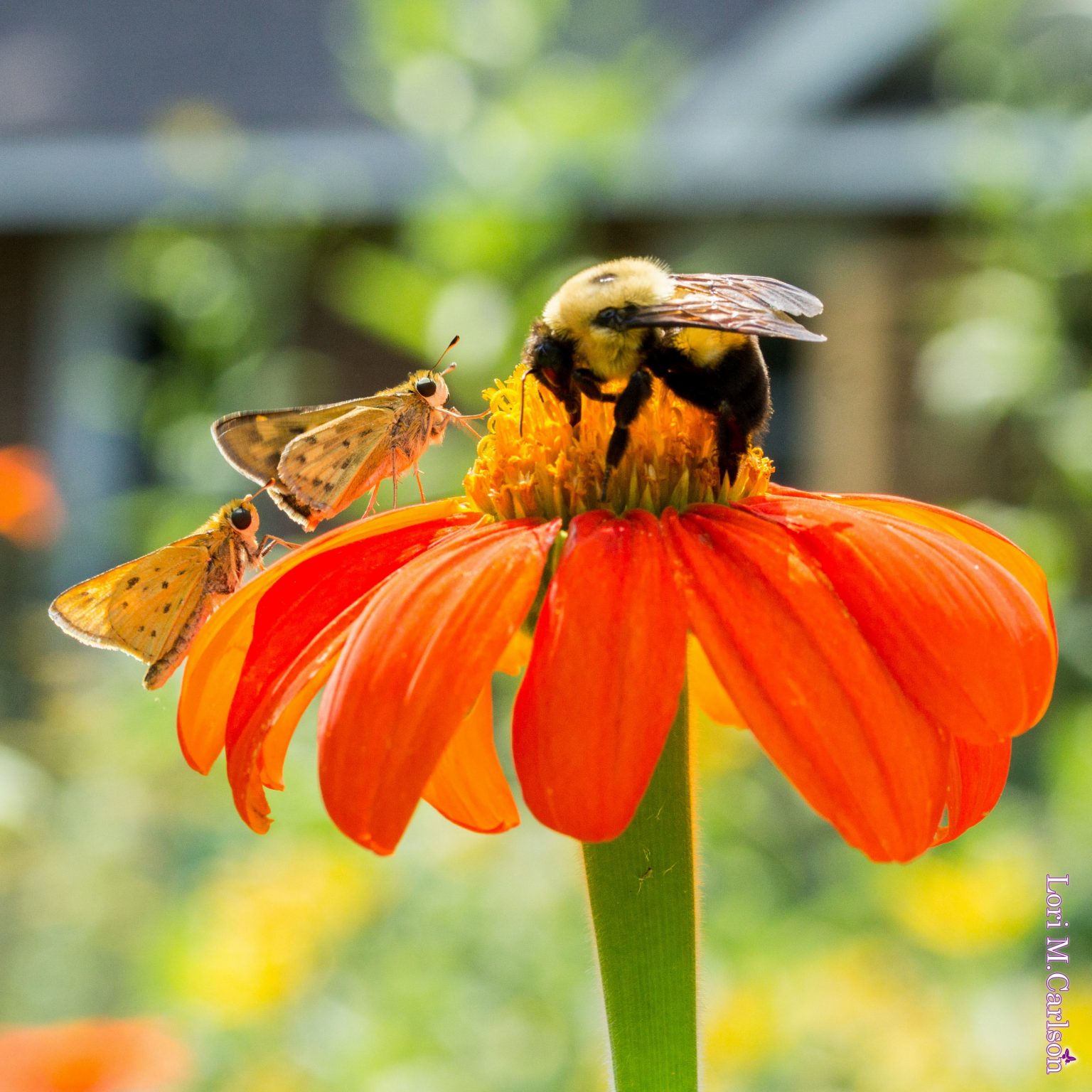 tithonia-backyard-butterflies