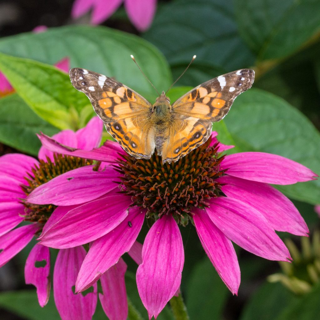 Butterfly Backyard Butterflies