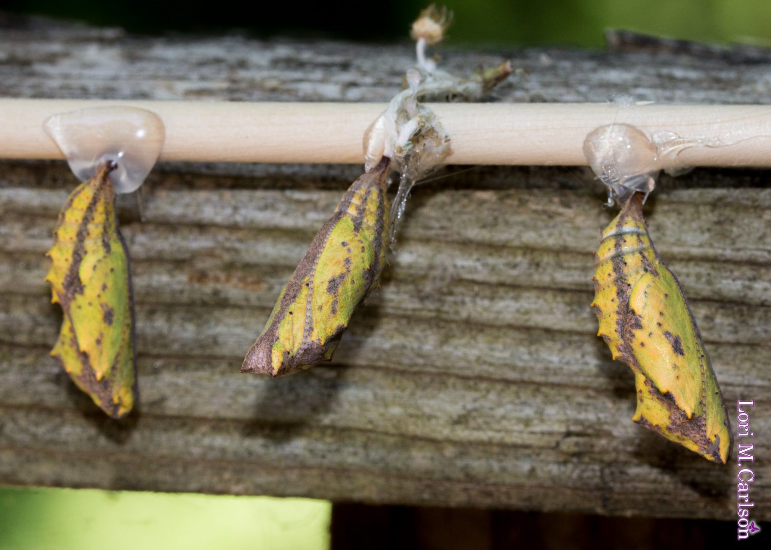 American Lady chrysalises