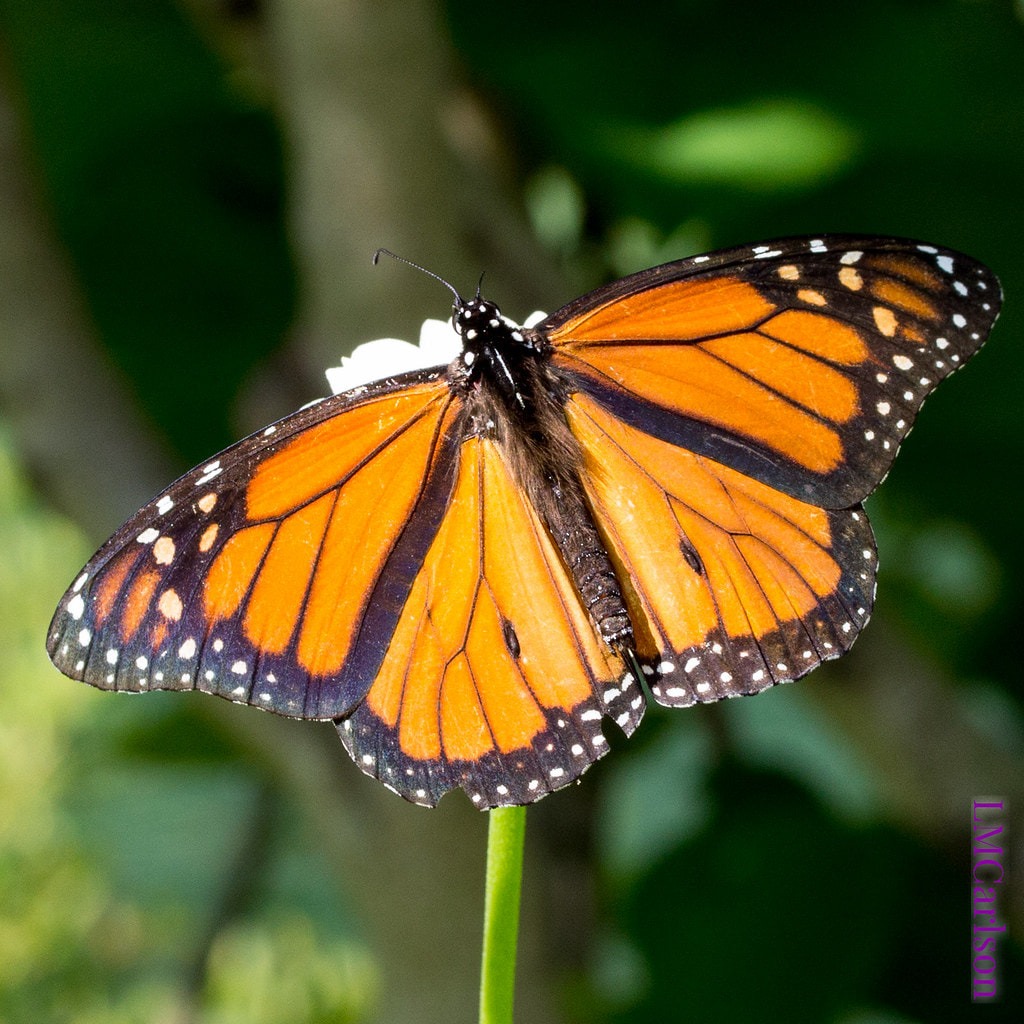 Monarch