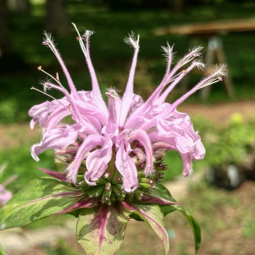 Mountain Mint, Hairy (Whorled) – Backyard Butterflies