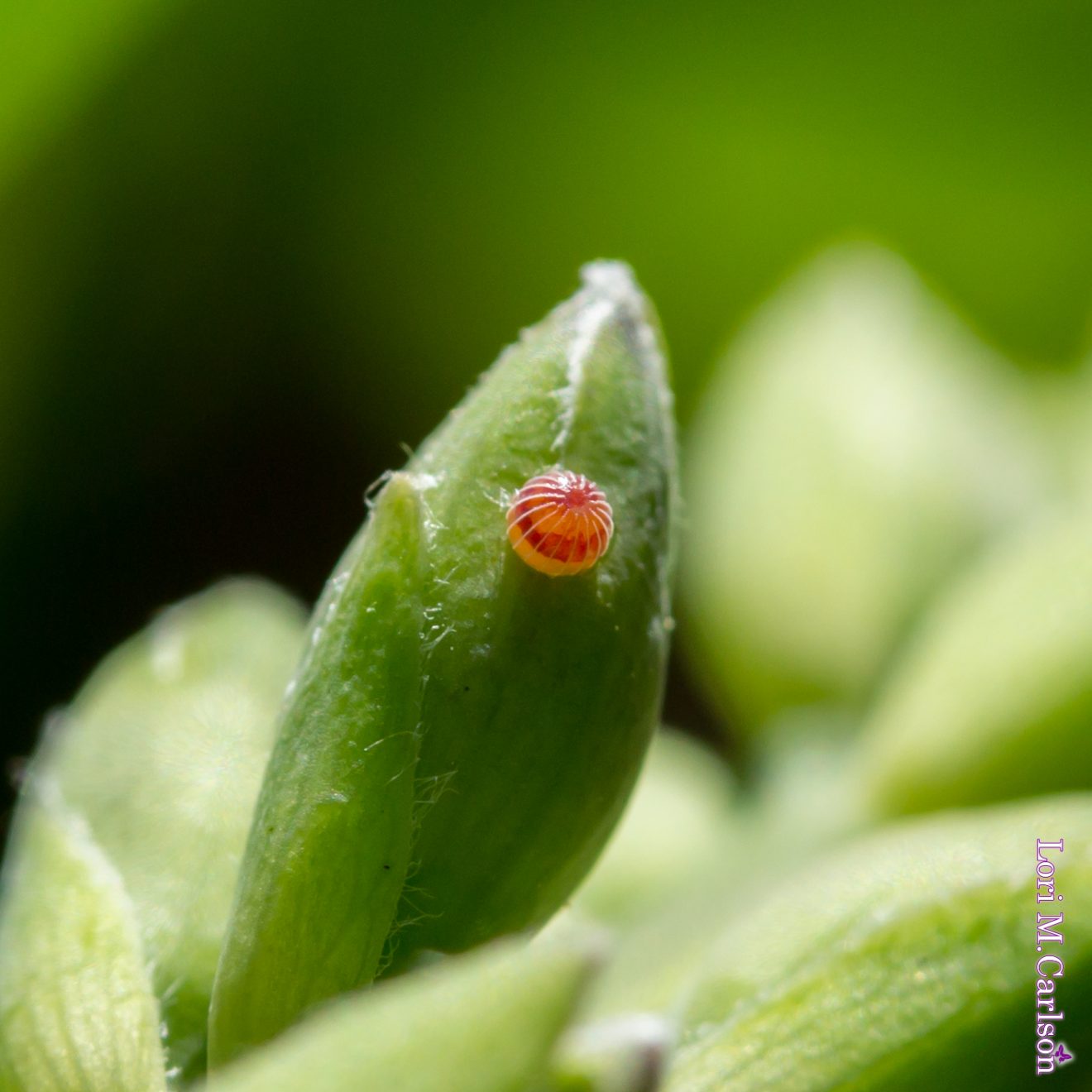 Silver Spotted Skipper egg on false indigo