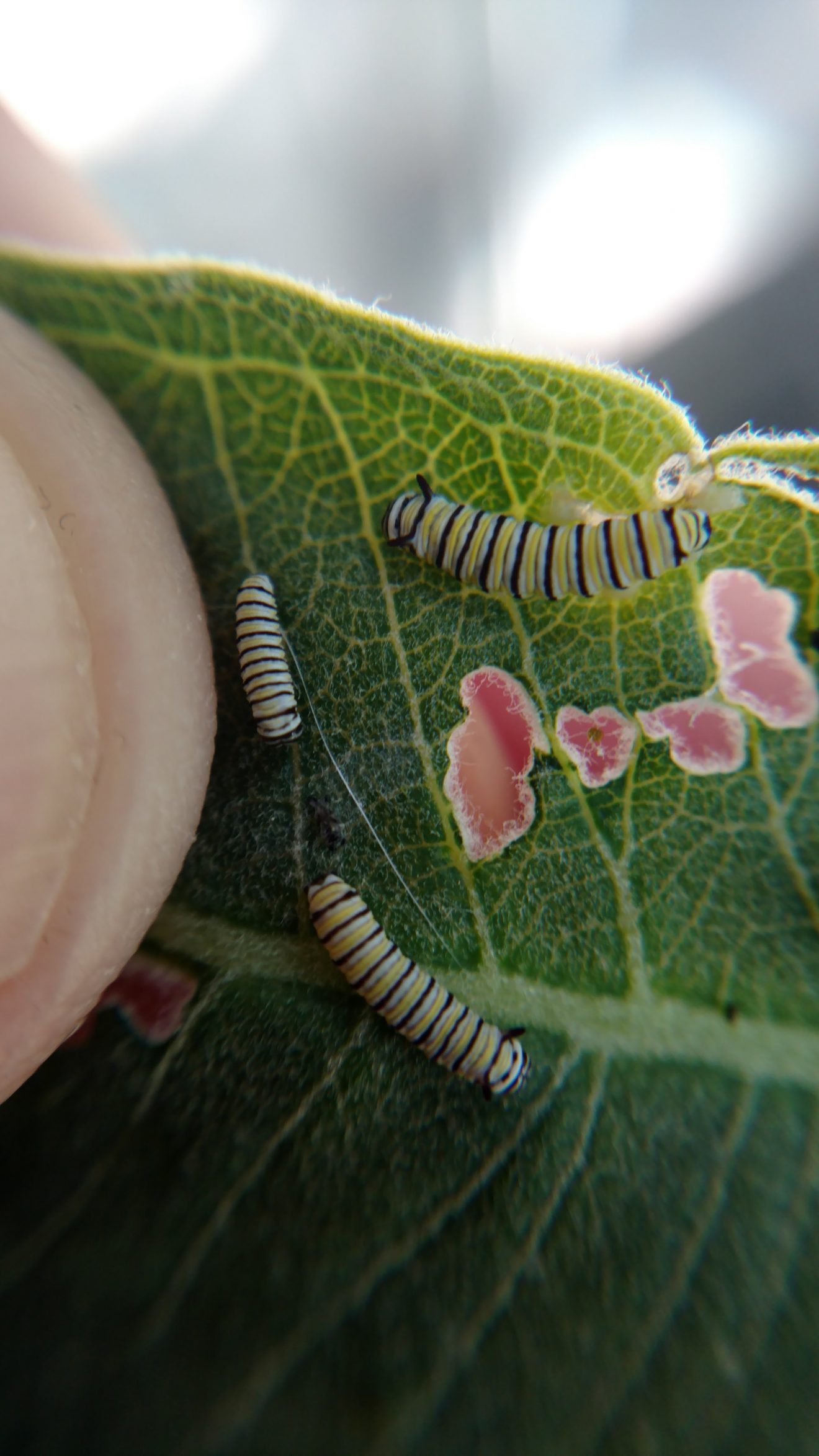 newly hatched Monarch caterpillars