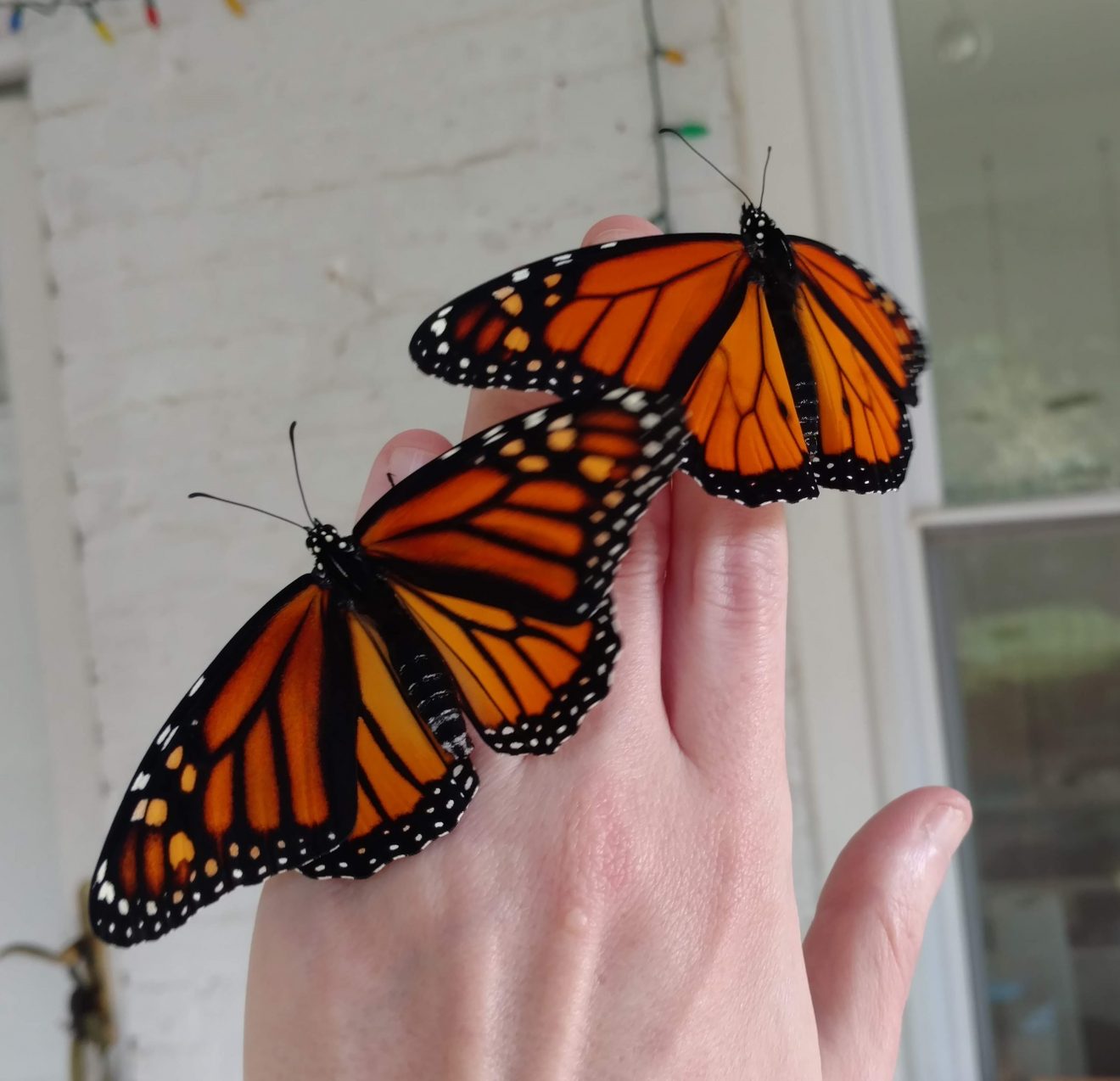 male female monarch