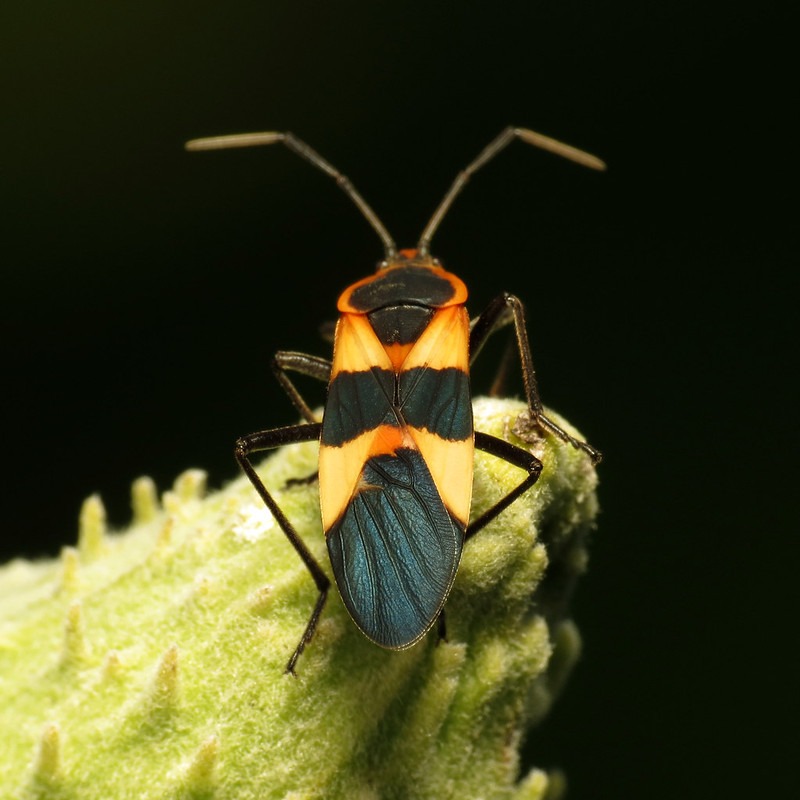 Large Milkweed Bug