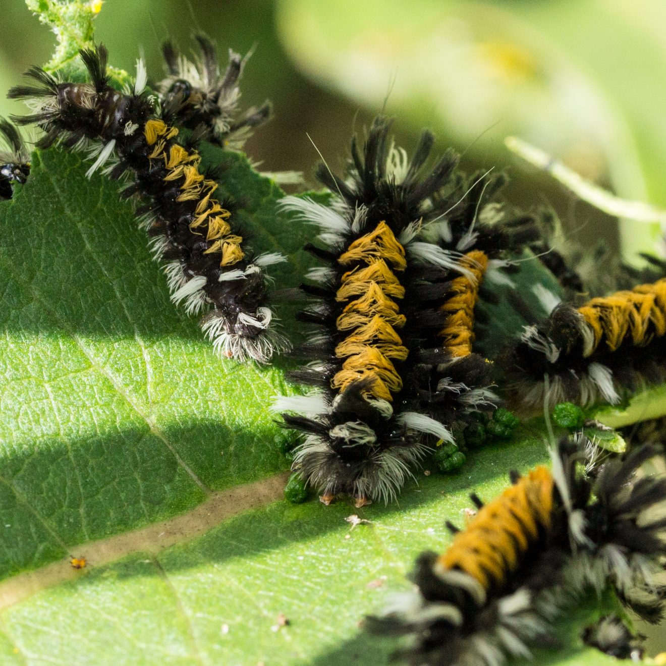 Milkweed Tussock moth caterpillars