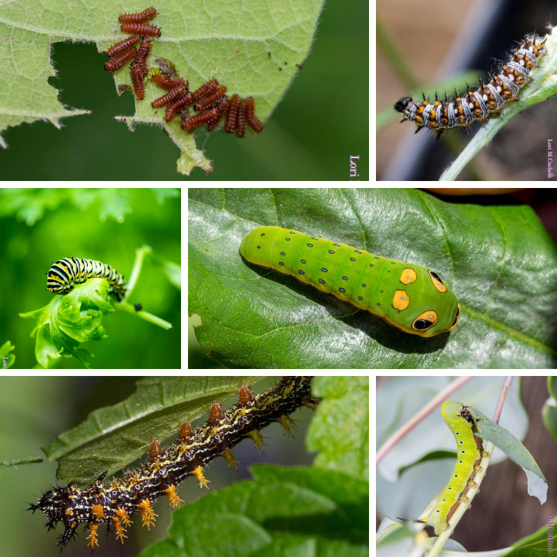 Collection of Caterpillars