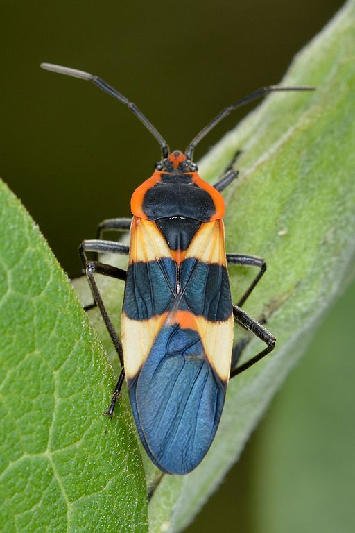 Large_Milkweed_Bug_(Oncopeltus_fasciatus)_-_Guelph,_Ontario_02 ...