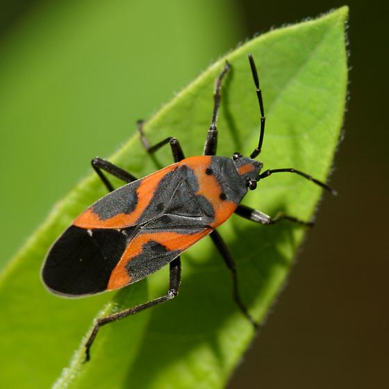 Small Milkweed Bug