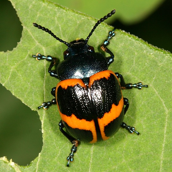 Swamp Milkweed Beetle