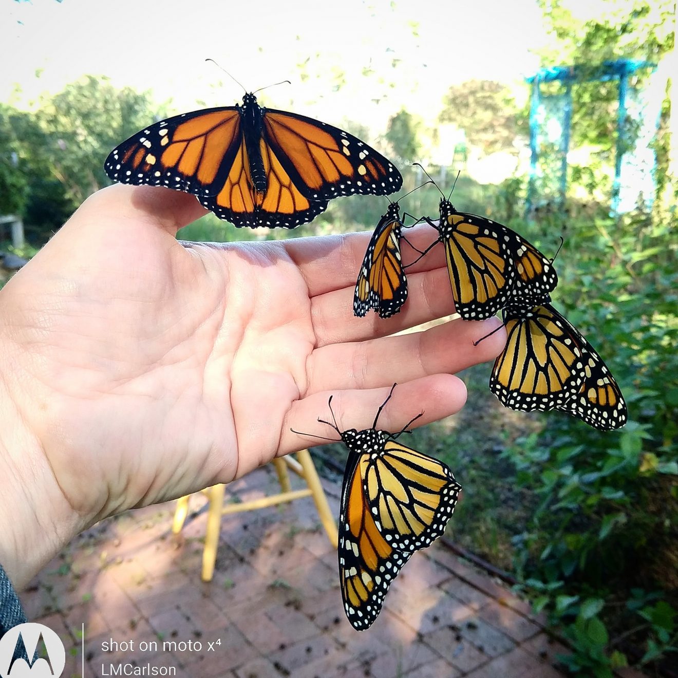 handful of Monarchs