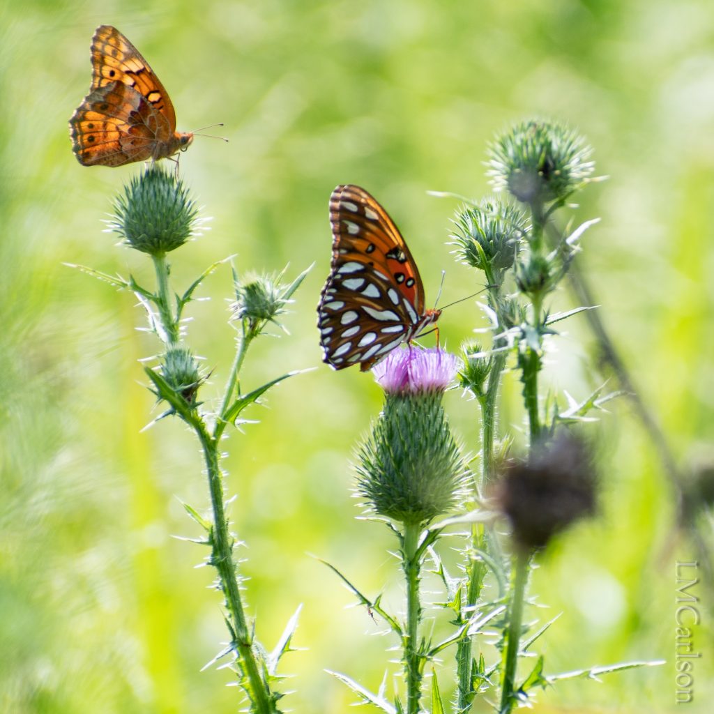 August 11 Haw River NABA (13 of 28)