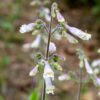 Beardtongue, Hairy - Image 2